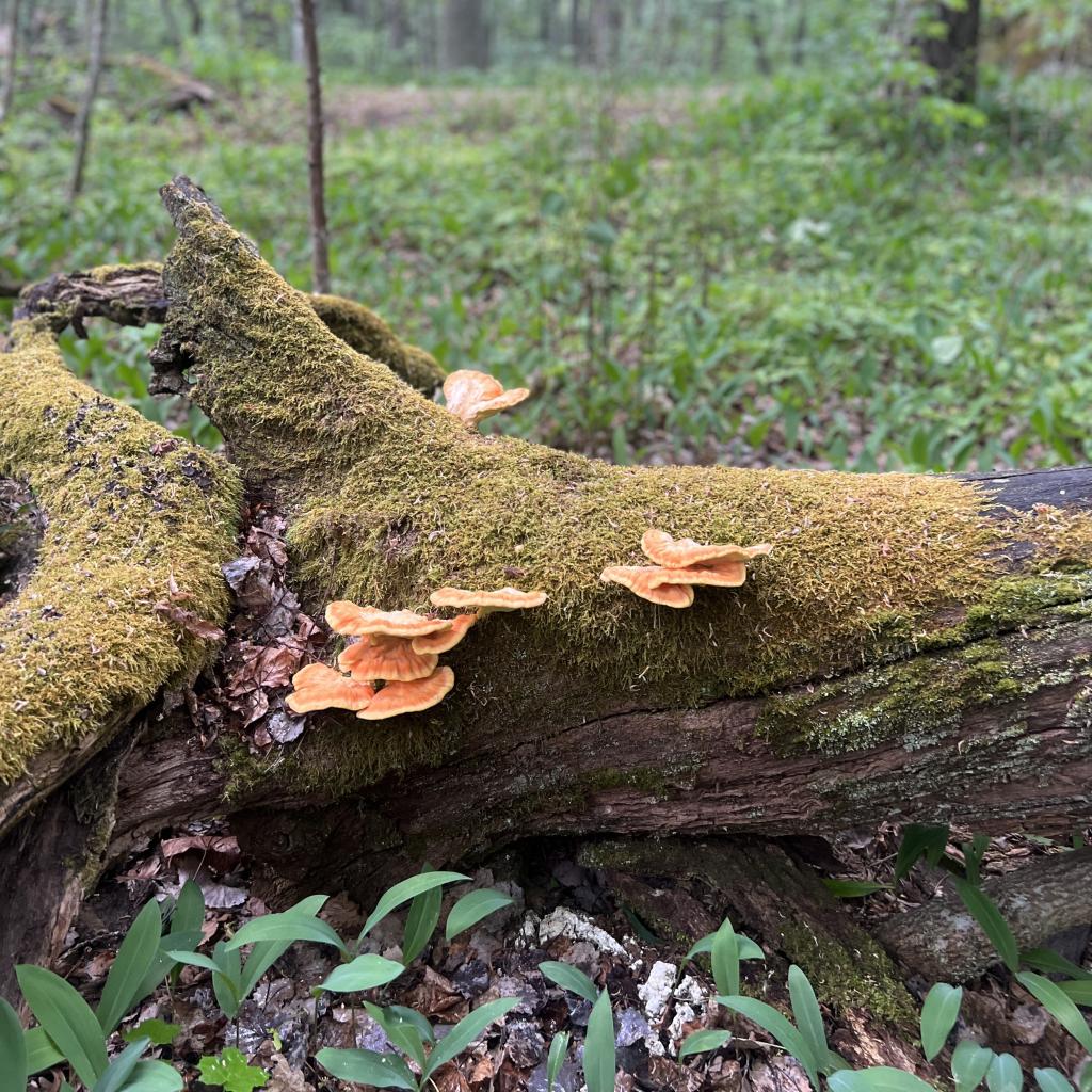 Sami Tallberg foraging in Finland