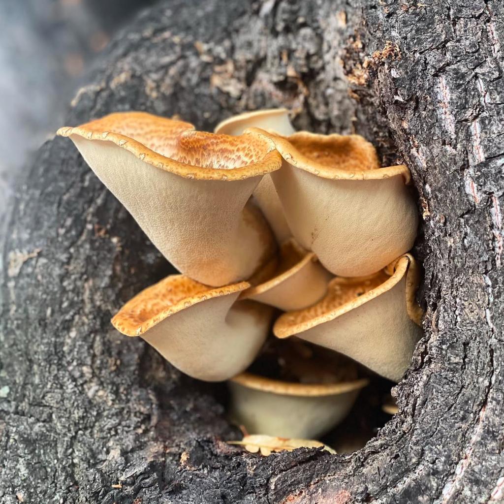 Dryad's saddle wild mushrooms foraging Sami Tallberg Awarded Finnish Chef