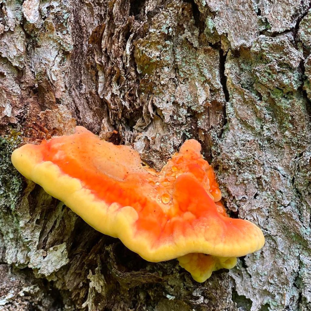 CHICKEN OF THE WOODS